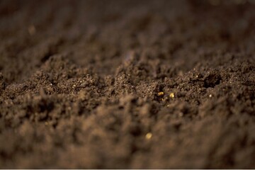 Black land soil for plant background.