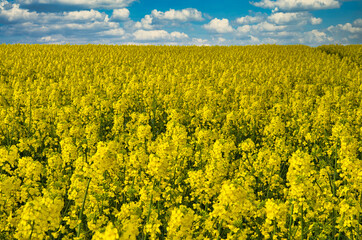Obraz premium Blühendes Rapsfeld im Frühling
