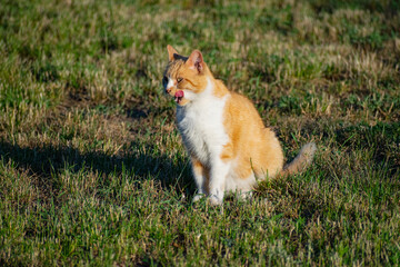 Kot na trawie pokazuje język
