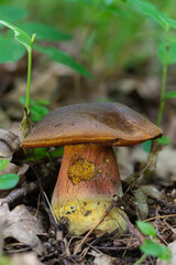 mushroom in the natural environment in the forest