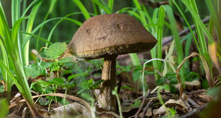 mushroom in the natural environment in the forest