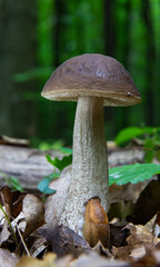 mushroom in the natural environment in the forest