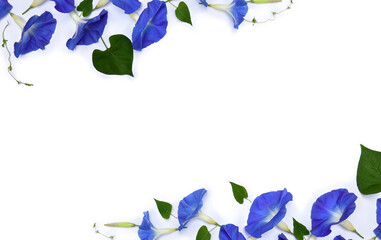 Frame of blue flowers Ipomoea ( bindweed, moonflower, morning glories ) on a white background with space for text. Top view, flat lay