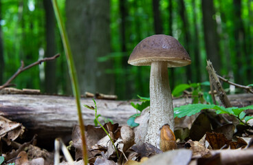 mushroom in the natural environment in the forest