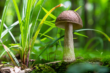 mushroom in the natural environment in the forest