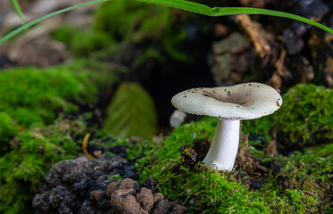 mushroom in the natural environment in the forest