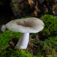 mushroom in the natural environment in the forest