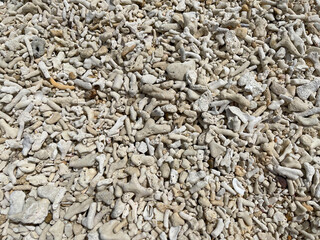 石垣島の浜辺の枝サンゴ