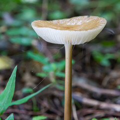 mushroom in the natural environment in the forest