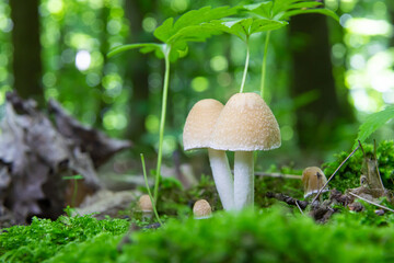 mushroom in the natural environment in the forest