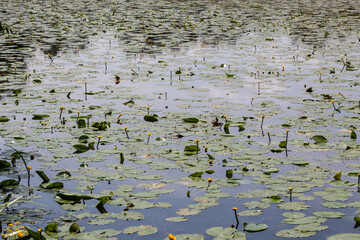 Lily pads with yellow buds along lake shore