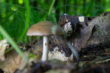mushroom in the natural environment in the forest