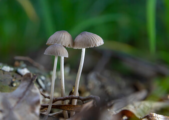 mushroom in the natural environment in the forest