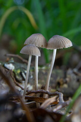 mushroom in the natural environment in the forest
