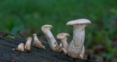 mushroom in the natural environment in the forest