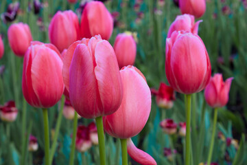 tulips in the garden