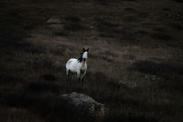 White horse on a pasture 