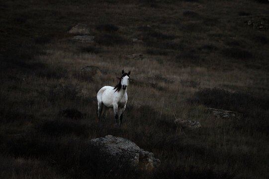 White horse on a pasture 
