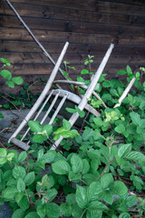 Old wooden chair lying on the floor upside down, getting covered with growing wild bushes. Detail of an old abandoned house falling apart.