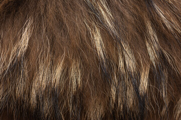 Fototapeta premium The brown, black, and white animal fur close up texture background.
