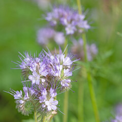 Blühende Bienenweide, Phacelia, in Nahaufnahme