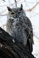 great horned owl