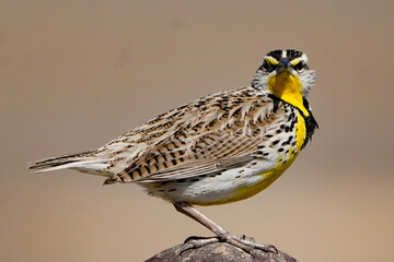 sparrow