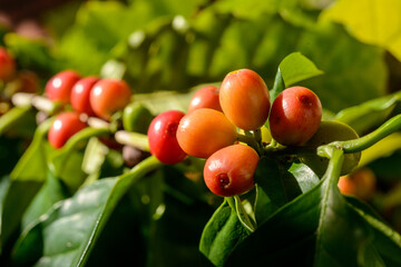 Red coffee berries on plant in close up with defocused green foliage background.