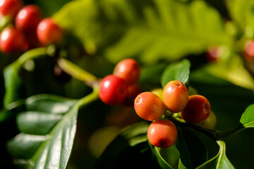 Red coffee berries on plant in close up with defocused green foliage background.