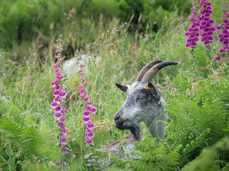 Closeup of feral goat grazing near foxglove plants near the Valley of Rocks, near Lynton, North Devon, England. - 440803088