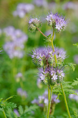 Blühende Bienenweide, Phacelia, in Nahaufnahme