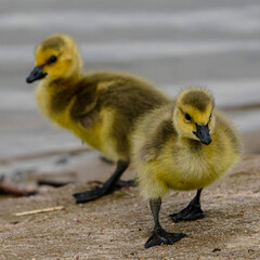 duckling