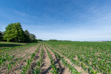 Corn field at the beginning of summer
