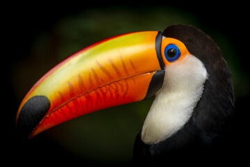 Toucan of the Ramphastos sulphuratus species in a tropical forest in southern Brazil. The toucan is a bird that inhabits the Brazilian rainforests. - obrazy, fototapety, plakaty