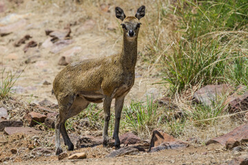 Female klipspringer (Oreotragus oreotragus) closeup standing on the ground staring intently in Marakele National Park, South Africa