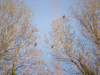 Wild life cormorants in nature