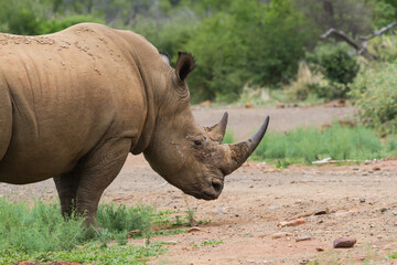 Southern white rhino (Ceratotherium simum simum) head closeup in the bushveld in Marakele National...