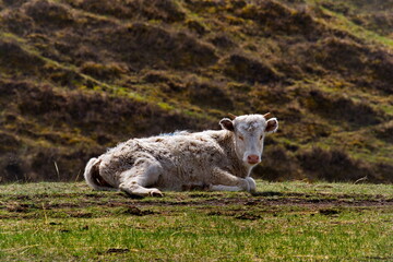 Obraz premium Russia. South Of Western Siberia, Altai Mountains. Resting cows on spring pastures in the valley of the mountain river Katun.
