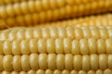 Corn close-up full frame background.
