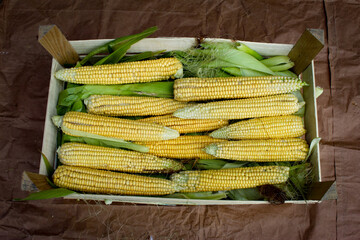 One crate of corn, freshly harvested corn on green leaves in a crate. A crate of corn on brown paper.