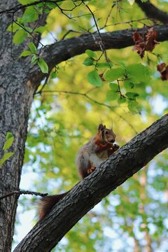squirrel sitting on a tree branch in summer