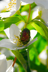 Insekt na jaśminie © Paweł Kacperek