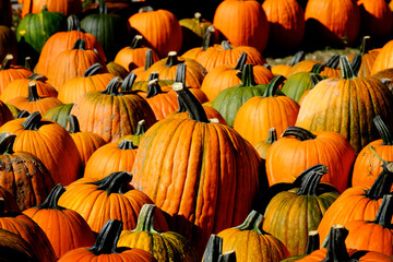 Pumpkins in a Pile Harvested in the Fall