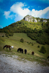 Horses in nature. Horses grazing on the hillside overlooking Sarajevo. Wild horses in Bosnia and...