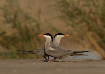 A pair of White-cheeked Tern at Asker marsh, Bahrain