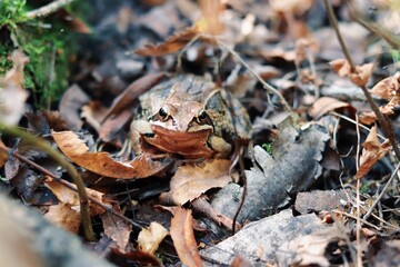 frog in autumn foliage in the park