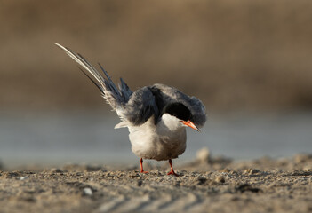 White-cheeked Tern preening at Asker marsh, Bahrain
