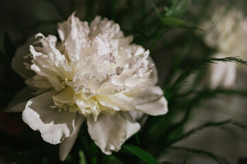 white flower with dew drops