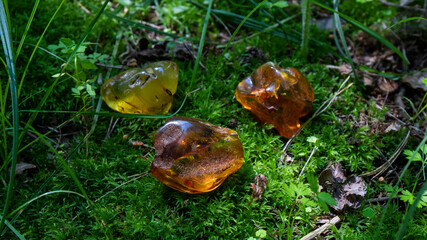 Sparkling beautiful transparent amber stones on a green moss in the sunlight. Ancient fossil,...