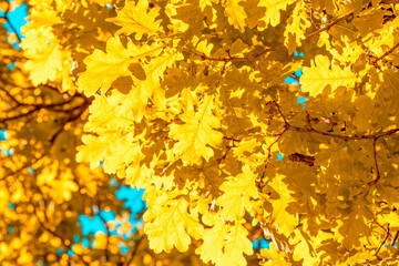 Obraz na płótnie Canvas Yellow oak leaves on a tree
